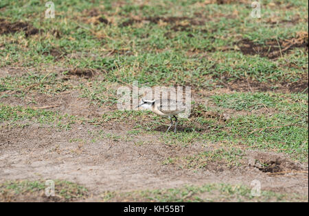 L'homme nourriture Kittlitz Plover (Charadrius pecuarius) Banque D'Images