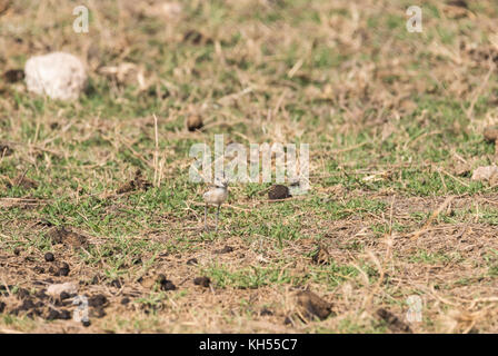 Les jeunes Kittlitz nourriture's Plover (Charadrius pecuarius) Banque D'Images