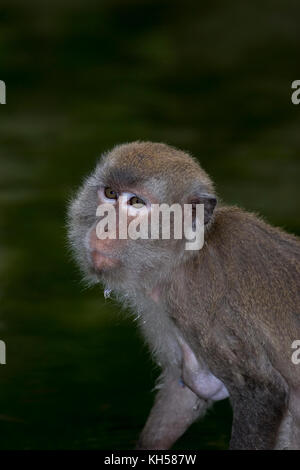 Manger du crabe, macaque, Macaca fascicularis macaque de Java, Banque D'Images