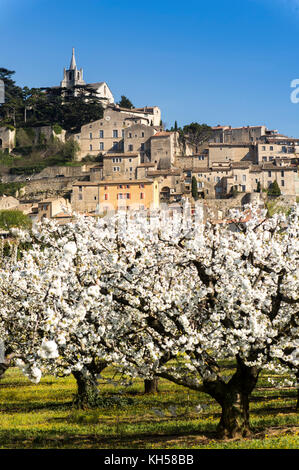 Europe, France, Vaucluse, Luberon. Cerisiers en fleurs au village perché de Bonnieux. Banque D'Images