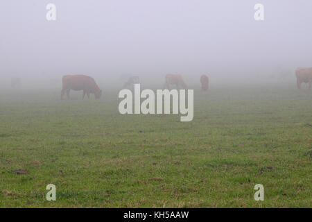 Les vaches paissent dans la brume matinale sur une ferme de bétail en Afrique du Sud Banque D'Images