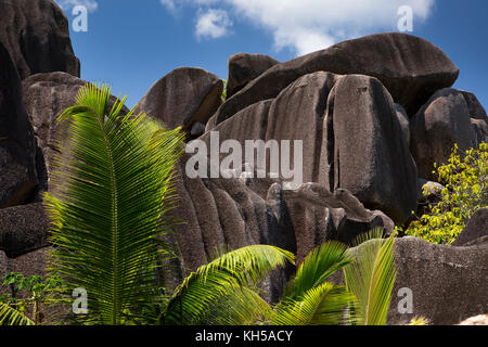 Les Seychelles, La Digue, L'Union Estate, feuilles de palmier et des pierres à Anse Source d'argent beach Banque D'Images