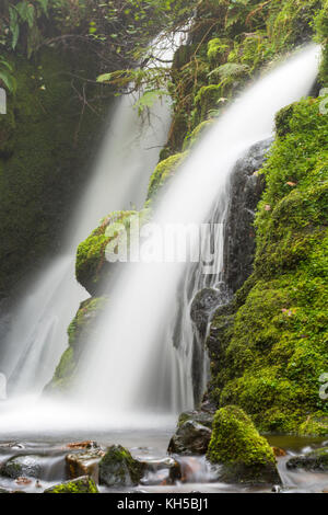 Venford Falls Cascade cascade double, entre les gorges de fougères et mousses luxuriante dans la région de Dartmoor National Park, Devon, Royaume-Uni en septembre Banque D'Images