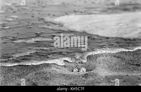 Peu d'oeufs de sternes nichent sur le point d'être inondés par la mer. Sterna albifrons. Banque D'Images