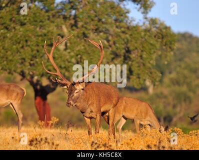 Portrait des adultes puissants majestueux red deer stag en automne pré. Banque D'Images
