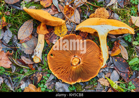 Phaeolepiota aurea,golden mushroom dans la forêt Banque D'Images