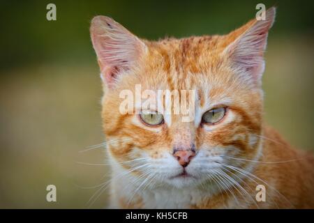 Close-up of red and white haired cat à la caméra à l'arrière-plan flou. Banque D'Images