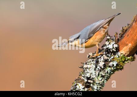Bulbul à tuyau avec dans son bec d'être perché sur une branche d'un arbre. Banque D'Images