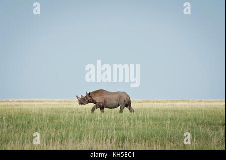 Un rhinocéros blanc dans le parc national d'Etosha, Namibie. Banque D'Images