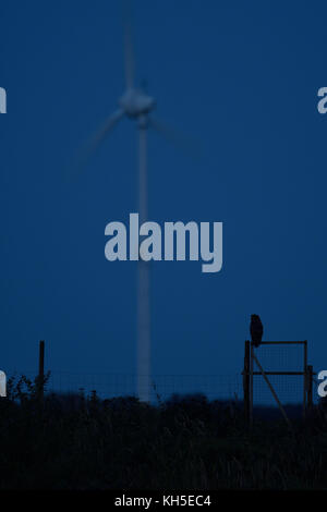 Grand / owl Bubo bubo uhu ( ) la nuit, perché sur un fencepost, silhouetté contre le ciel, en face de la turbine éolienne, l'énergie renouvelable. Banque D'Images