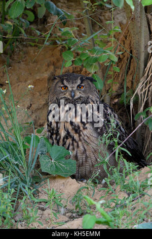 Grand duc ( Bubo bubo ), adulte, se cacher, se reposer sous les buissons, regarder, secret, camouflé, yeux orange vif, de la faune, de l'Europe. Banque D'Images