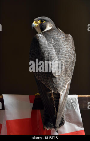 Faucon pèlerin ( Falco peregrinus ), mâle adulte, tercel, perché sur une main courante en bois, en regardant en arrière sur son épaule, la faune, l'Europe. Banque D'Images