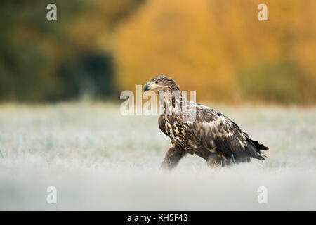 Aigle à queue blanche / aigle de mer ( Haliaeetus albicilla ) juvénile, marchant sur un pré gelé, devant de beaux bois colorés, la faune, l'Europe Banque D'Images
