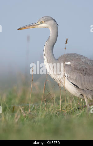 Héron cendré (Ardea cinerea ) marcher à travers un pré, l'herbe haute, à la recherche de nourriture, en environnement naturel, pose typique, de la faune, de l'Europe. Banque D'Images