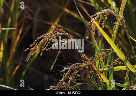 Grains de riz mûrs dans un champ de paddy prêt pour la récolte Banque D'Images