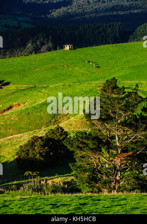 Beaux paysages de l'arrière-pays de Northland, North Island, New Zealand Banque D'Images