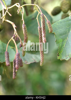 Les fleurs mâles et femelles, de chatons, de l'aulne (Alnus glutinosa) en automne. Ils figurent tous deux dans le même arbre, monoïque, et ouvert au printemps. Bowling Gre Banque D'Images