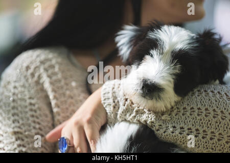 Chiot terrier tibétain dans les bras de son propriétaire, looking at camera, à l'extérieur, selective focus sur le nez Banque D'Images