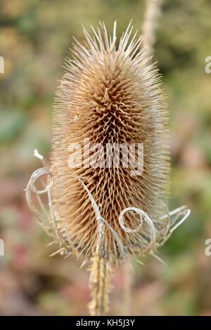 Close up de cardère unique à la fin de l'automne en anglais haie avec une faible profondeur de champ et l'arrière-plan flou. Banque D'Images