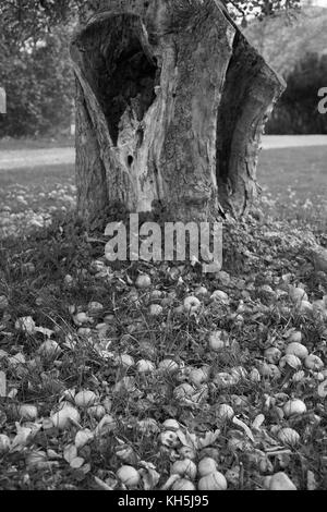 Les pommes tombées au sol. Banque D'Images