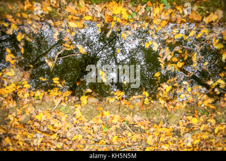 Le reflet des arbres dans une flaque d'eau dans une forêt d'automne recouvert de feuilles mortes. Banque D'Images