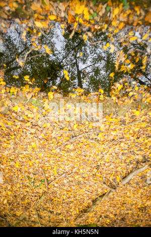 Le reflet des arbres dans une flaque d'eau dans une forêt d'automne recouvert de feuilles mortes. Banque D'Images