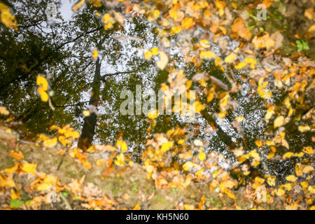 Le reflet des arbres dans une flaque d'eau dans une forêt d'automne recouvert de feuilles mortes. Banque D'Images