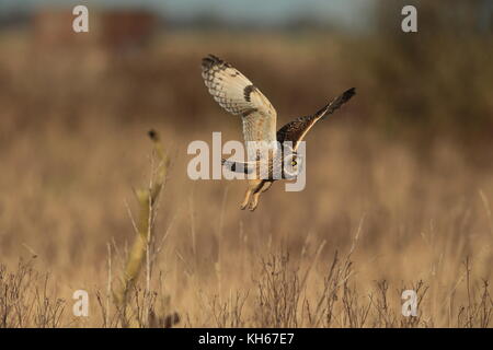 Chasse à la chouette courte, trois images reliées d'un hibou volant au-dessus d'un pré de la région de la mossland Banque D'Images