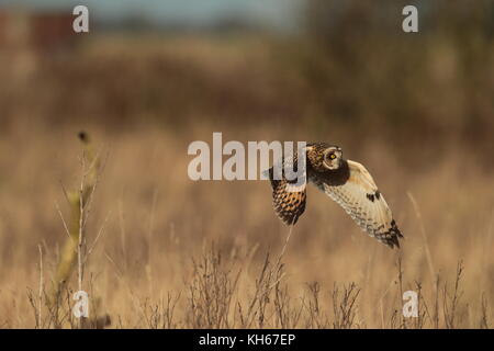 Chasse à la chouette courte, trois images reliées d'un hibou volant au-dessus d'un pré de la région de la mossland Banque D'Images