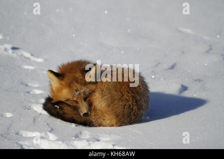Le renard roux (Vulpes vulpes) recroquevillé dans un banc de neige près de Churchill, Manitoba Canada Banque D'Images