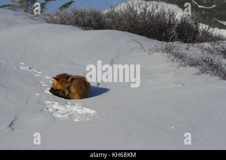 Le renard roux (Vulpes vulpes) recroquevillé dans un banc de neige près de Churchill, Manitoba Canada Banque D'Images