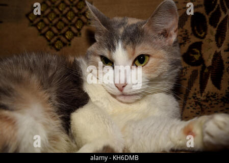 Portrait de malheureux funny cat tricolore Banque D'Images