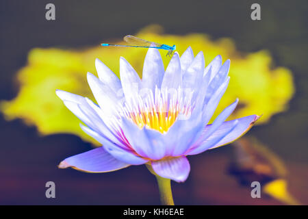 Beau bleu libellule est debout sur un purple Water Lily - beau moment shot. Banque D'Images