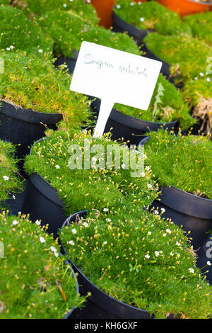 Sagina subulata plantes fleuries en pots pour la vente. la mousse en pots Banque D'Images