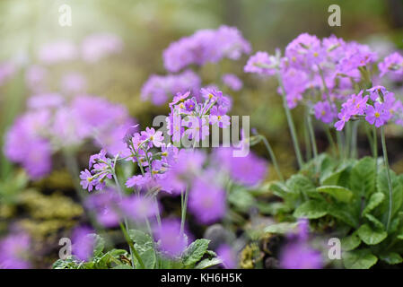 Les minuscules fleurs violettes de primula frondosa également connu sous le nom de primrose à feuilles ou bird's eye primrose, image prise contre un arrière-plan flou Banque D'Images