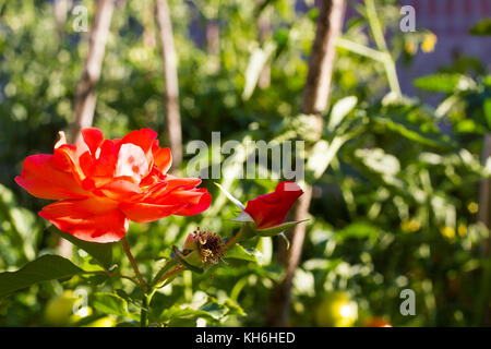 Orange rose tendre avec bud pousse dans jardin, selective focus Banque D'Images