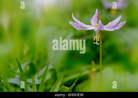 Image en gros plan d'Erythronium dens-canis 'purple king' dent du chien 'purple violet spring flower king' Banque D'Images