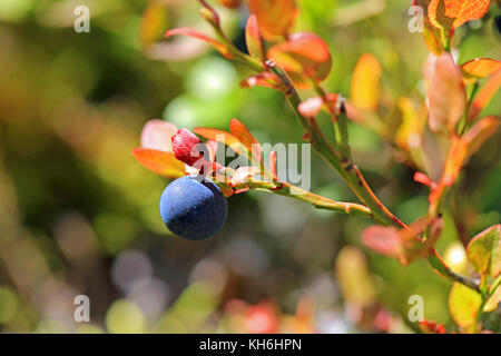 Close up of seul ou MYRTILLE Vaccinium myrtillus en automne, très faible profondeur de champ, convient pour les fonds. Banque D'Images