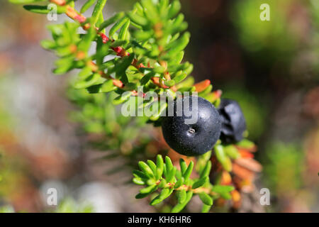 Extreme close up de camarine noire Empetrum nigrum ou baies. faible profondeur de champ. Banque D'Images