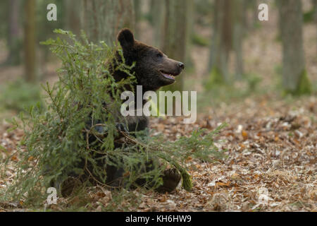 Ours brun européen Europaeischer / Braunbaer ( Ursus arctos ), ludique jeune cub, assis dans la forêt, jouer avec un petit arbre, de l'Europe. Banque D'Images