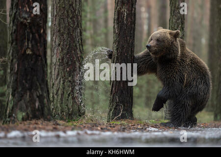 Ours brun européen ( Ursus arctos ), jeune, debout sur les jambes ind à côté d'un flaque gelé, boxe, lutte avec un arbre, semble drôle, l'Europe. Banque D'Images