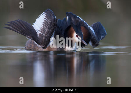 Grand Crested Grebe / Haubentaucher ( Podiceps cristatus ) courting dans l'exposition de chat, ouvrant ses ailes pour impressionner son compagnon, semble si belle, l'Europe. Banque D'Images