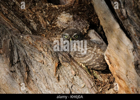 Little Owl ( Athene noctua ), jeune adolescent, à part, se cachant au cours de la journée dans un vieux saule, bien camouflé, observation, faune, Europe. Banque D'Images