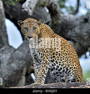 Vieux mâle léopard avec des cicatrices sur le visage se trouve sur le rocher. l'armée sri-lankaise leopard (Panthera pardus kotiya) mâle. Banque D'Images