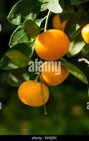 Mandarines, clémentines hanging on tree ripe, Espagne. Banque D'Images