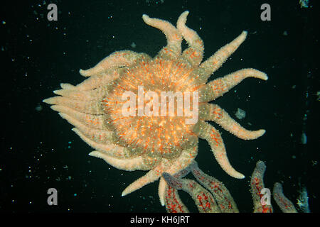 Étoile de mer tournesol, Pycnopodia helianthoides Banque D'Images