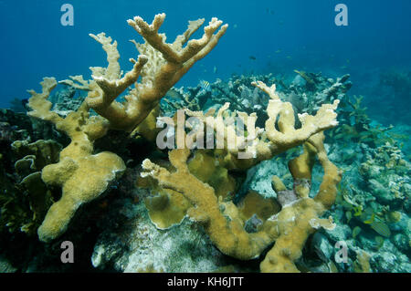 Corail d'Elkhorn, Acropora palmata Banque D'Images