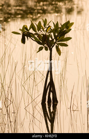 Red Mangrove, Rhizophora mangle, Parc National des Everglades, en Floride Banque D'Images