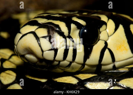 Serpent de tigre, pullatus de spilotes, bassin d'Amazone Banque D'Images