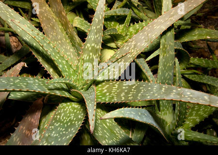 Aloe vera Banque D'Images